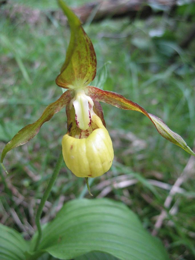 Cypripedium calceolus